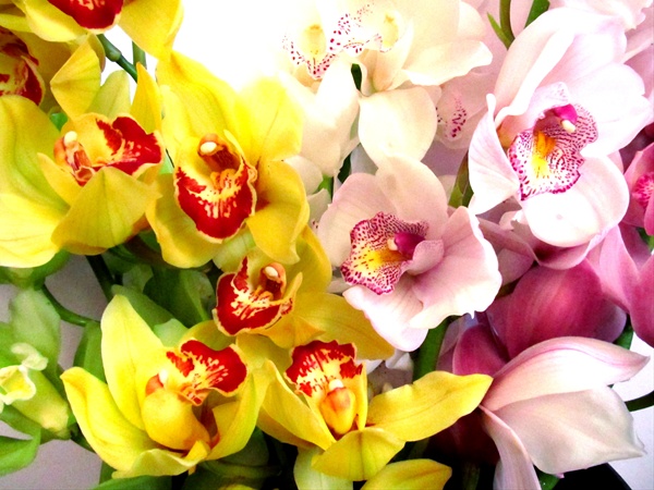 aSST cYMBIDIUM