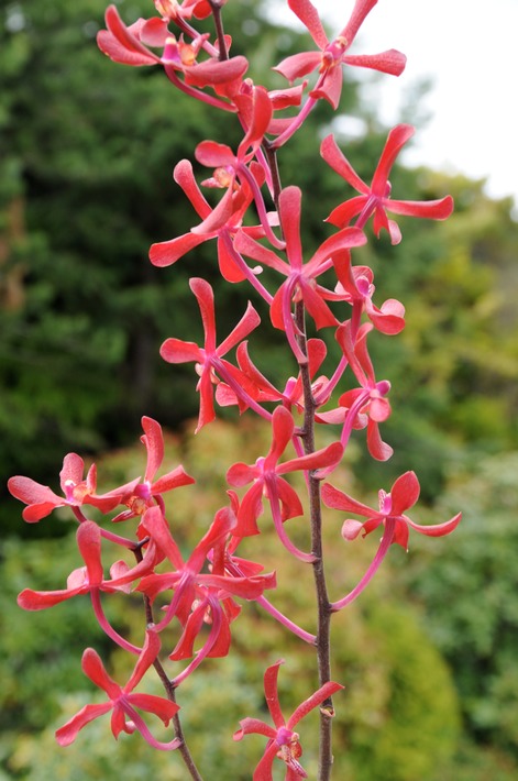 aranthera orchid
